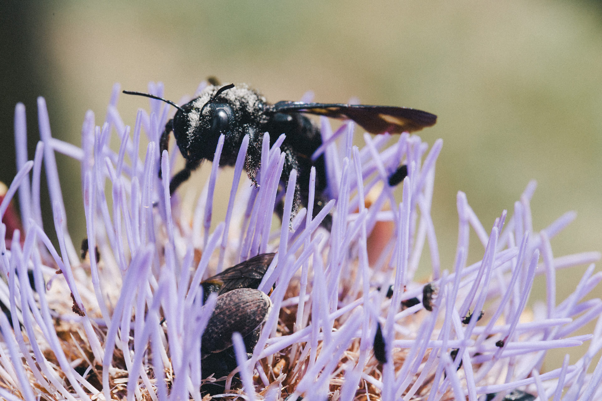 Biodiversità