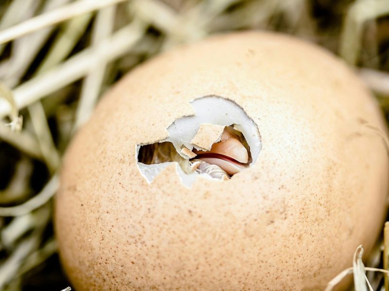 Le forze vitali del suolo nell’Equinozio di Primavera